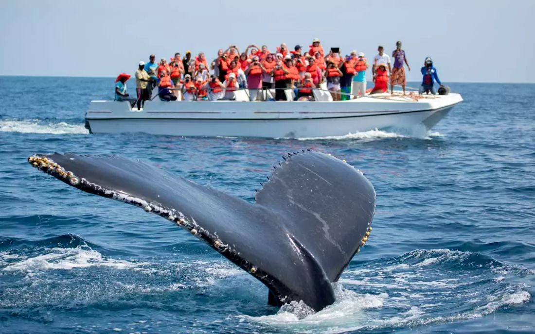 Whale Watching in Samaná